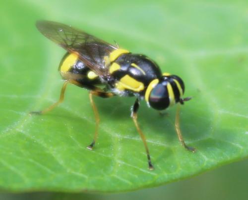 Réf. 326 202 : Oxycera rara